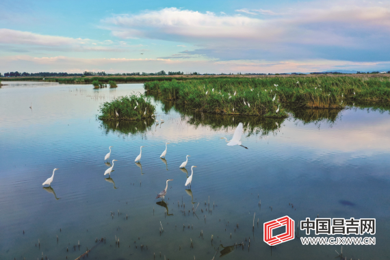 呼图壁县五工台镇百泉湖湿地风景如画