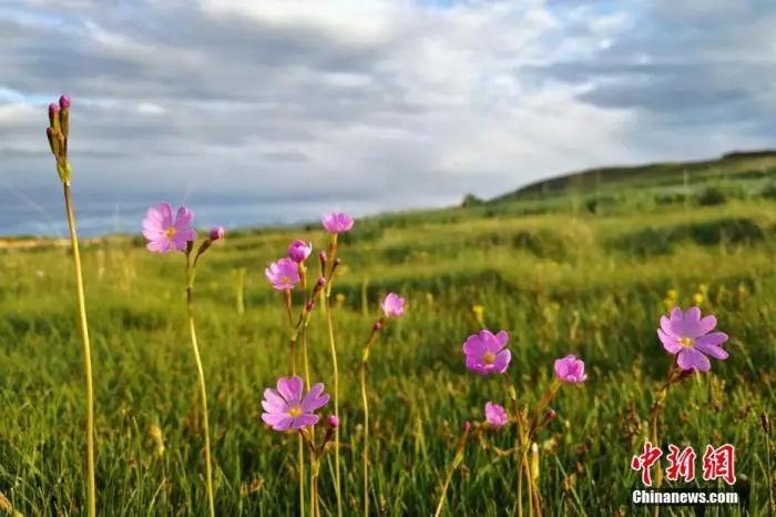 资料图：盛放的野花。潘金虎 摄